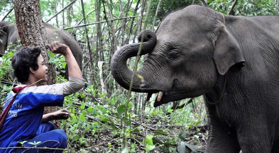 elephant-mirror_gvi