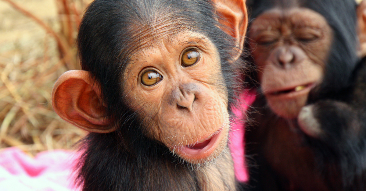 How Animal Planet and GlobalGiving Teamed Up To Protect Animals How Animal Planet and GlobalGiving Teamed Up To Protect Animals