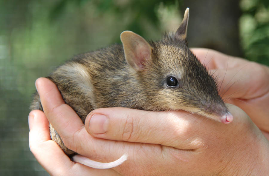 Crowdfunding works for bandicoots, too!