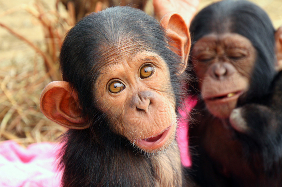 Chimps at the Jane Goodall Institute