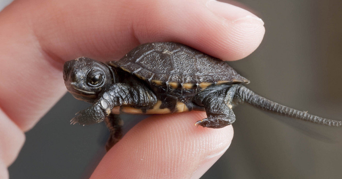 10 Adorable Animals Guaranteed To Make You Grin 10 Adorable Animals Guaranteed To Make You Grin