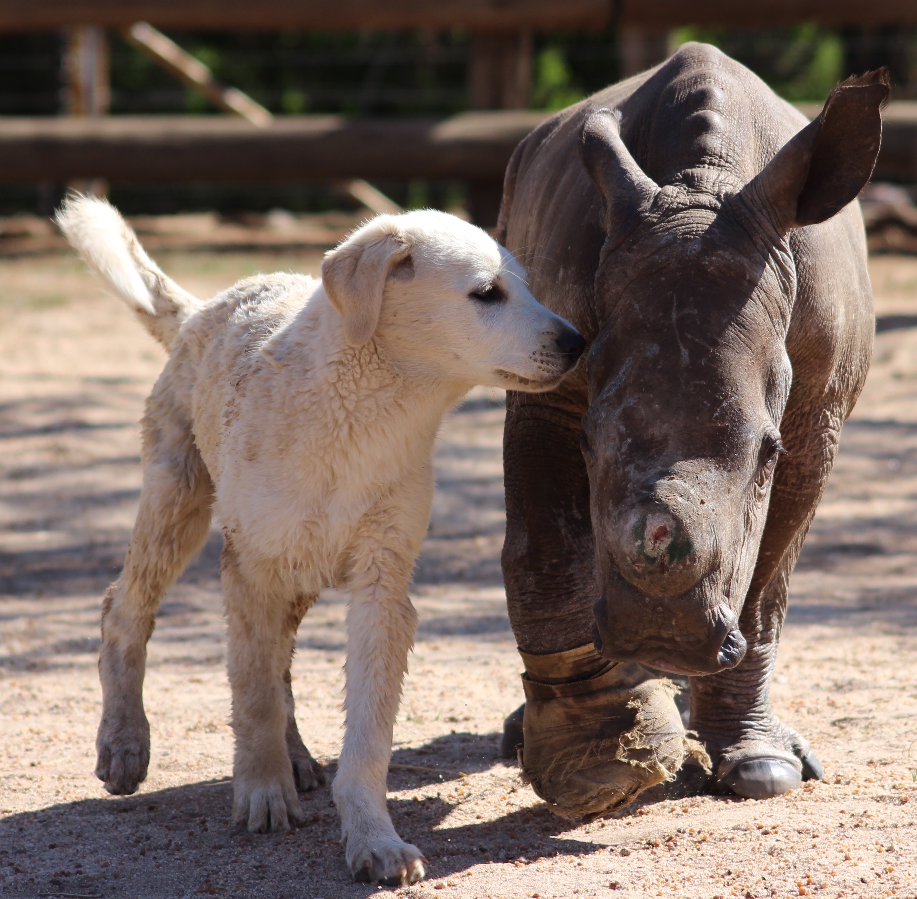 10 Adorable Animals Guaranteed To Make You Grin 10 Adorable Animals Guaranteed To Make You Grin