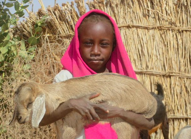 goats and donkeys transform lives in darfur