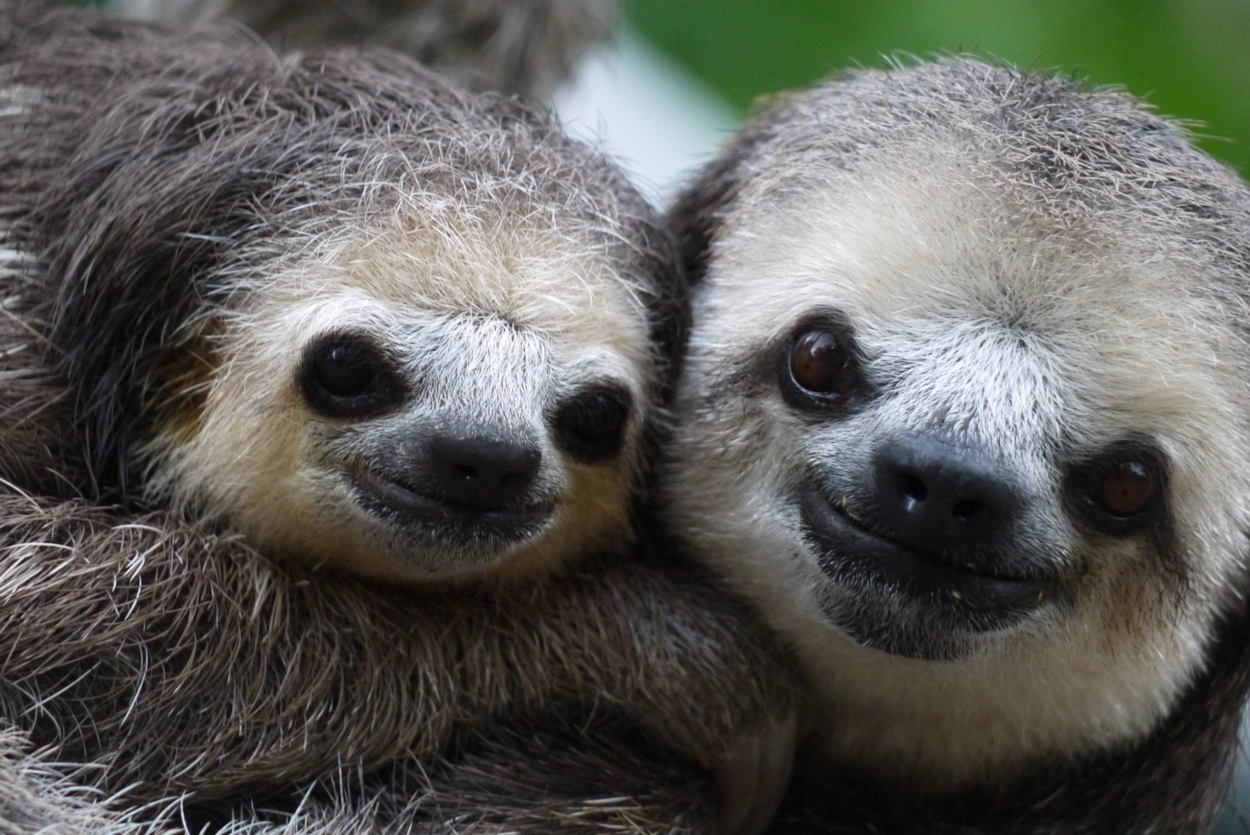 Two sloths hanging in a tree