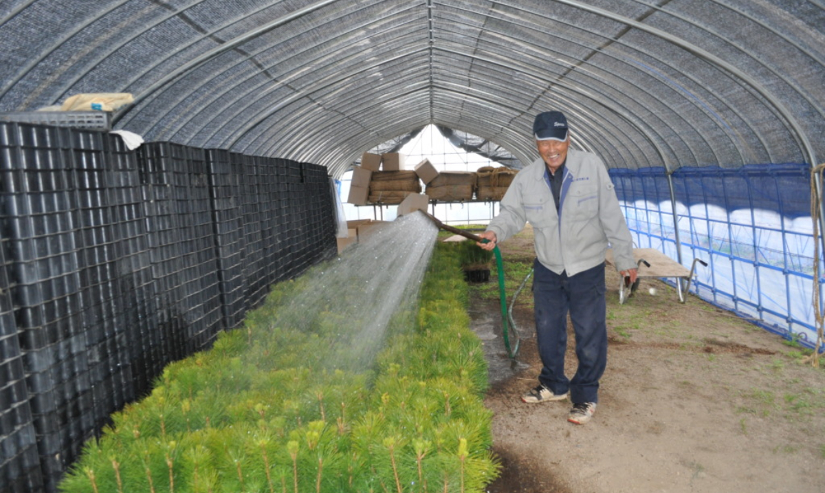 Mr. Mori watering seedlings before transplanting them. 