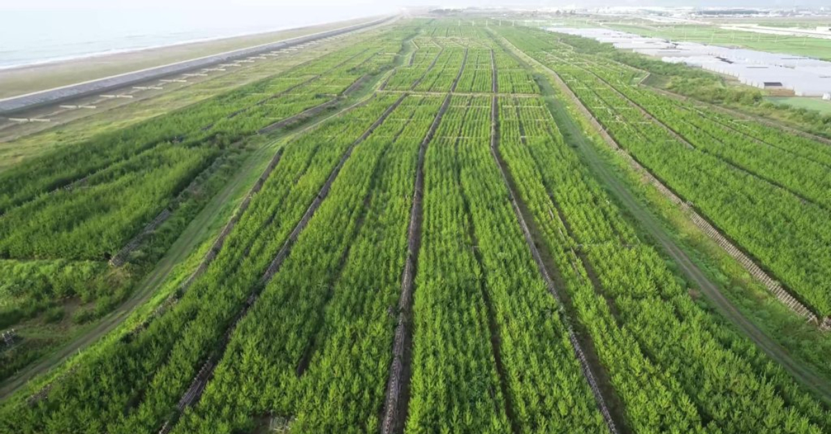 Aerial shot of the coastal forest after ten years of restoration.