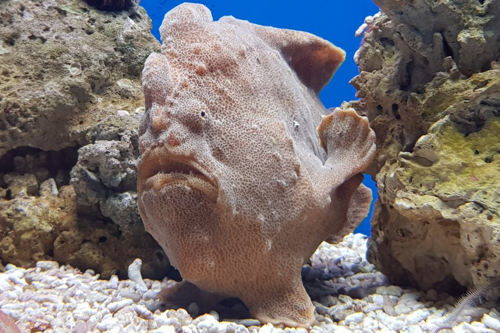 frogfish in a Mediterranean coastal reef 
