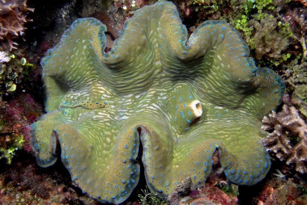 fascinating sea creature