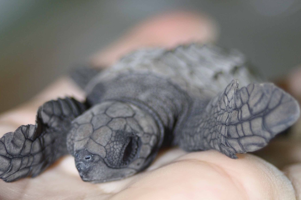 Olive ridley sea turtle