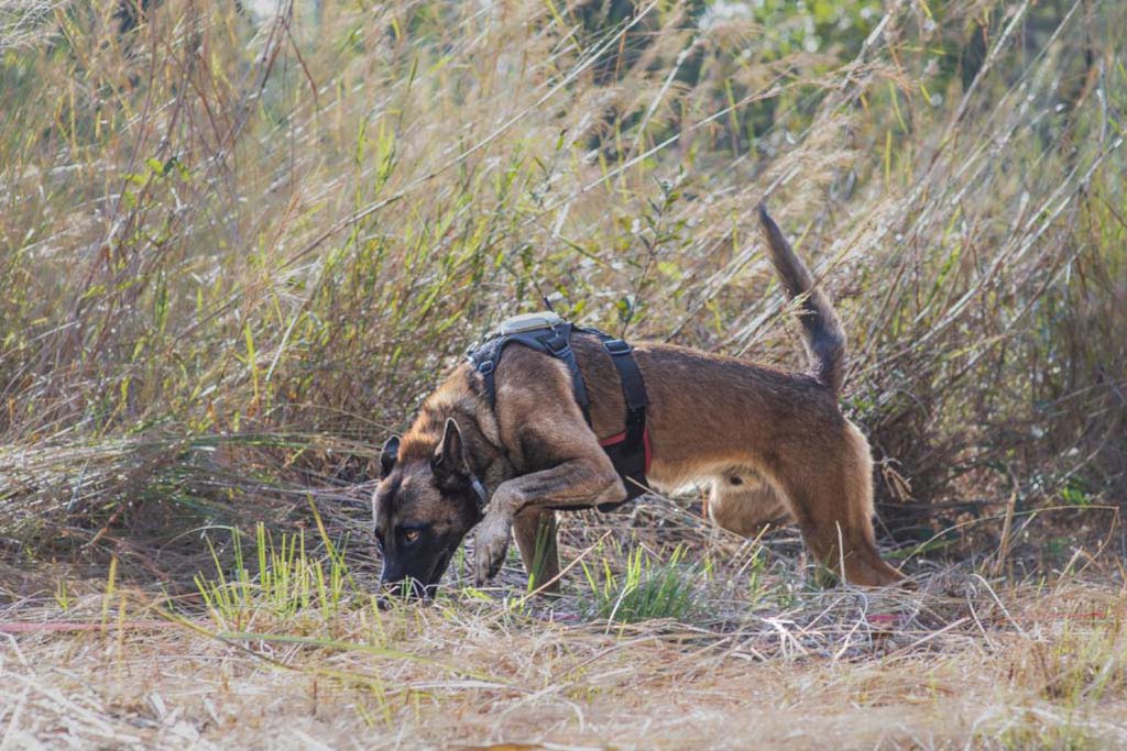 Dog in field with head down and tail up, sniffing for landmines