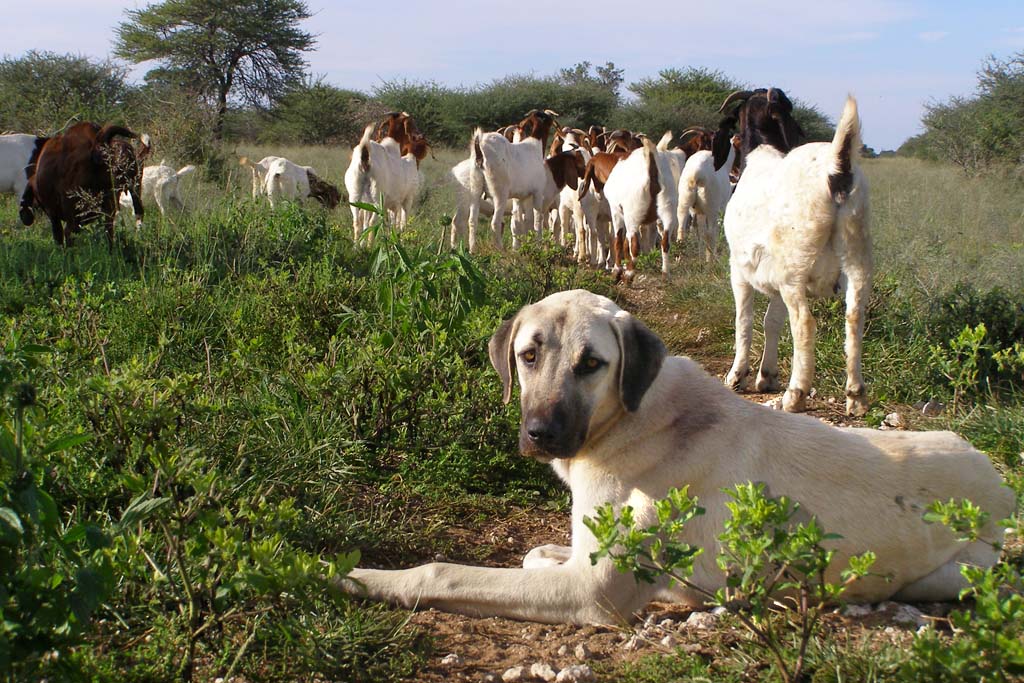 dog lays in field keeping watch over herd of goats. Dogs with jobs protect cheetahs by protecting goats