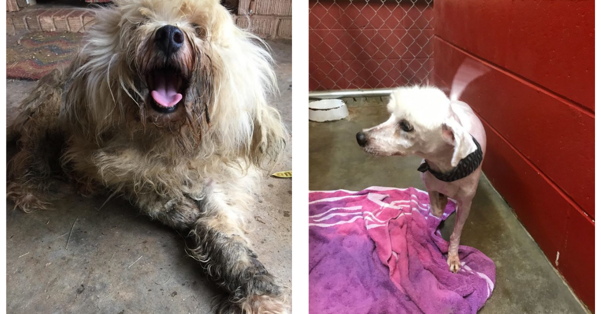 Help Abandoned Dogs | Power Of TLC | GivingTuesday Help Abandoned Dogs | Power Of TLC | GivingTuesday