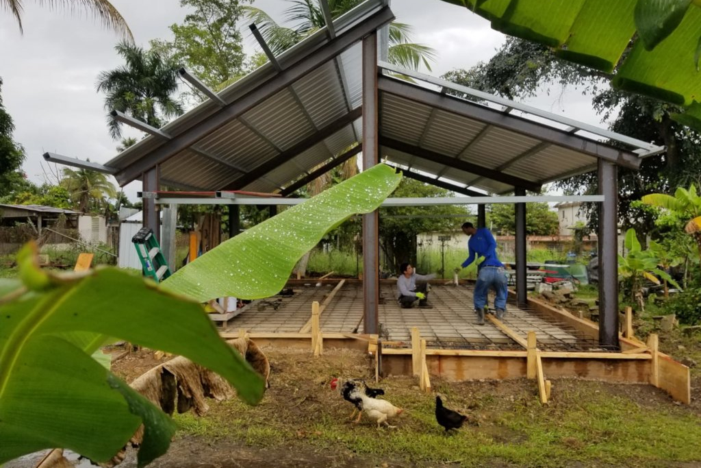 Workers build the frame of a house. Chickens walk on the grass in front of the structure and banana leaves fill the corner of the frame. 