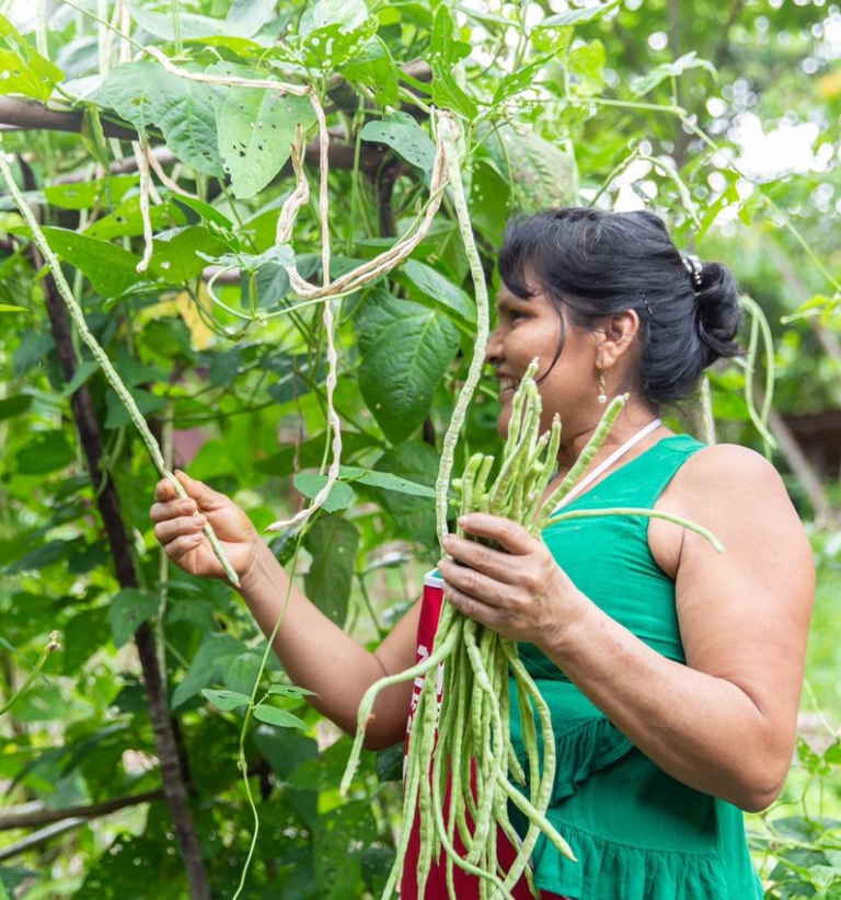 An Indigenous woman harvests beans in the Peruvian Amazon
