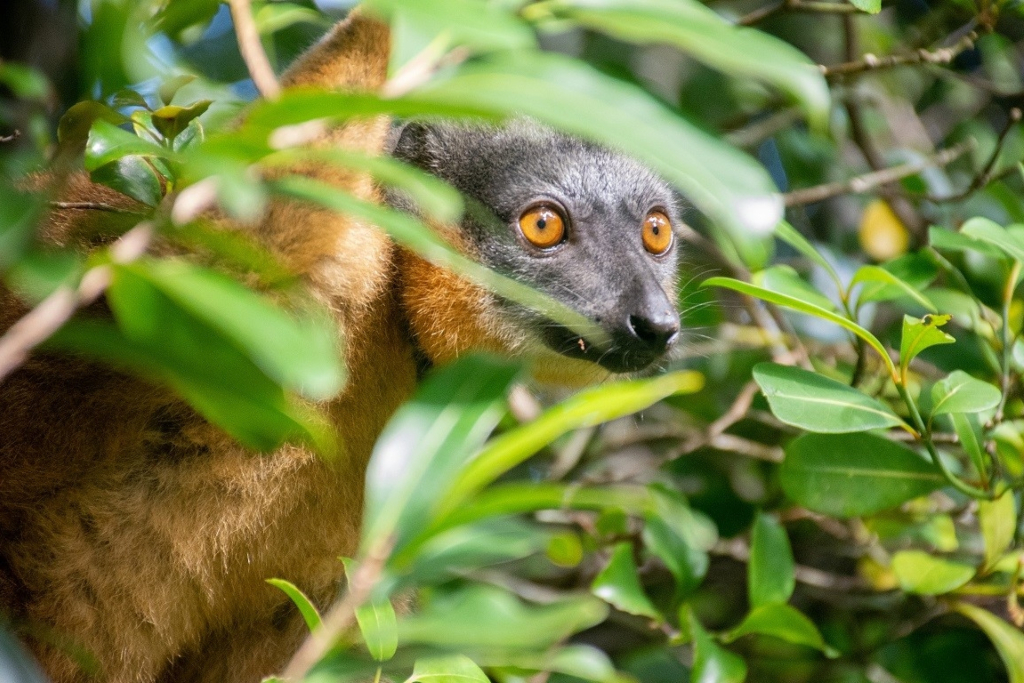 A lemur stares out from behind leaves - photos of 2022