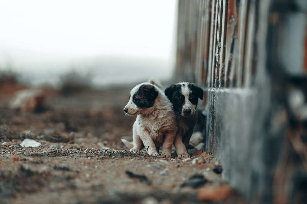 two puppies stand together against a wall in a dirty street