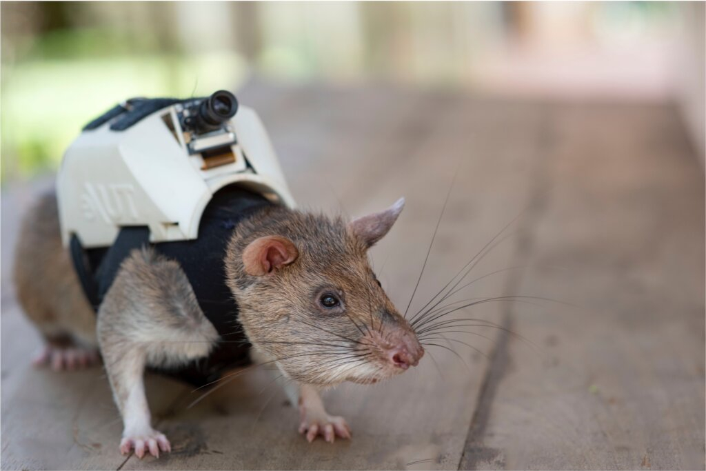 African giant pouched rat equipped with two-way communication backpack - photos of 2022