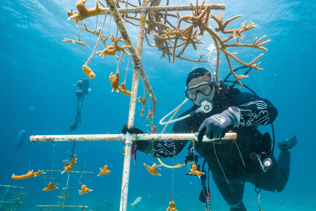 Diver works with coral underwater