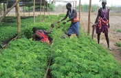 Trees and Water for Masai in Kenya