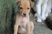 Feed 120 abandoned animals in Cartagena for 1 year