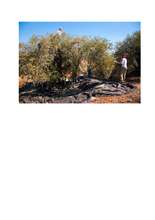 A photo from the oil harvest (PDF)
