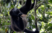 Help La Reserva Grow Forests, Costa Rica
