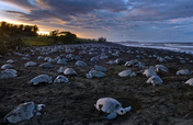 Helping the Olive Ridley Turtles, Costa Rica