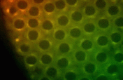 ORGANISM: Ideas + Collaboration = Bright Future