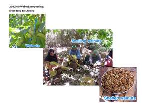 Walnut processing photos (PDF)