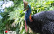 Save the Cassowary From Extinction in Australia