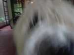 Lalitya