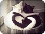 Kittenmancer