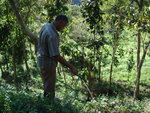 Help SALVEASERRA Restore the Atlantic Forest