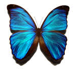 DeeVa C.