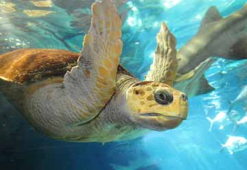 Turtle Underwater