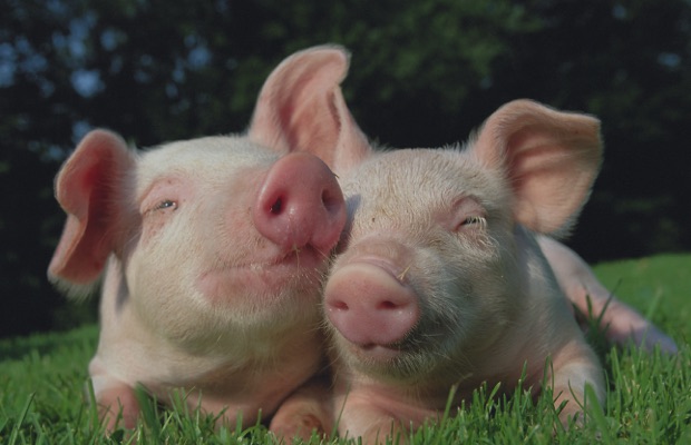 Two piglets playing together