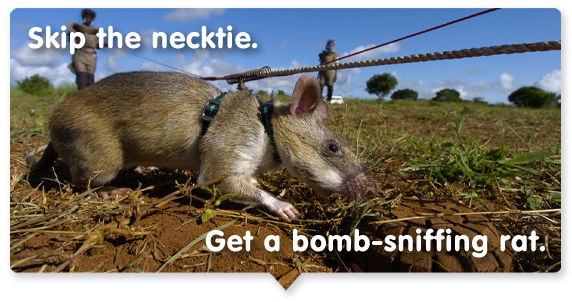 Skip the necktie. Get a bomb-sniffing rat.