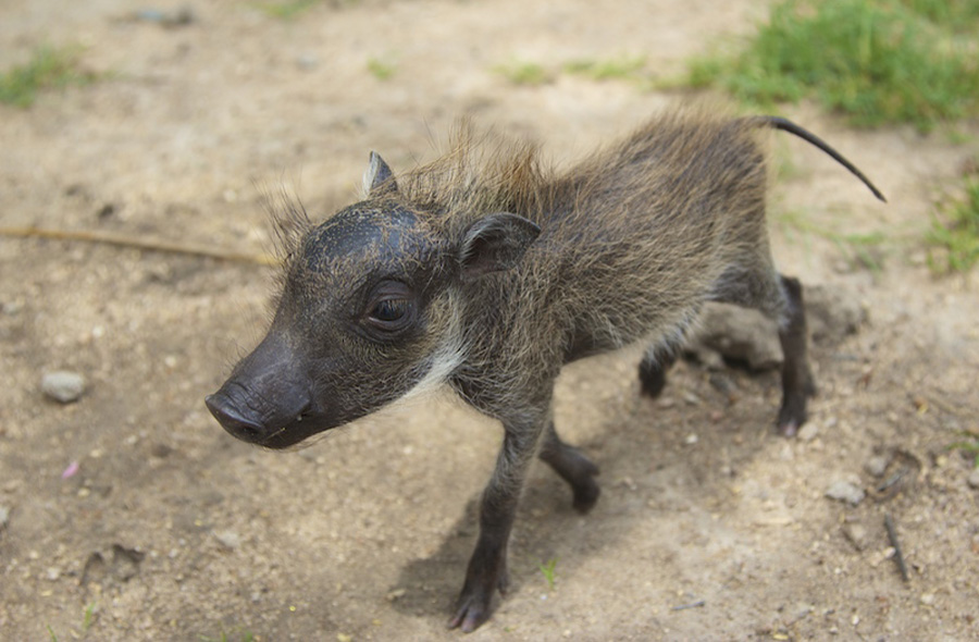 A baby warthog