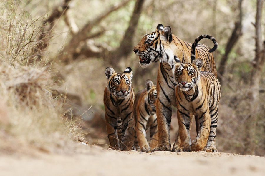 Tigers at the David Shepherd Wildlife Foundation