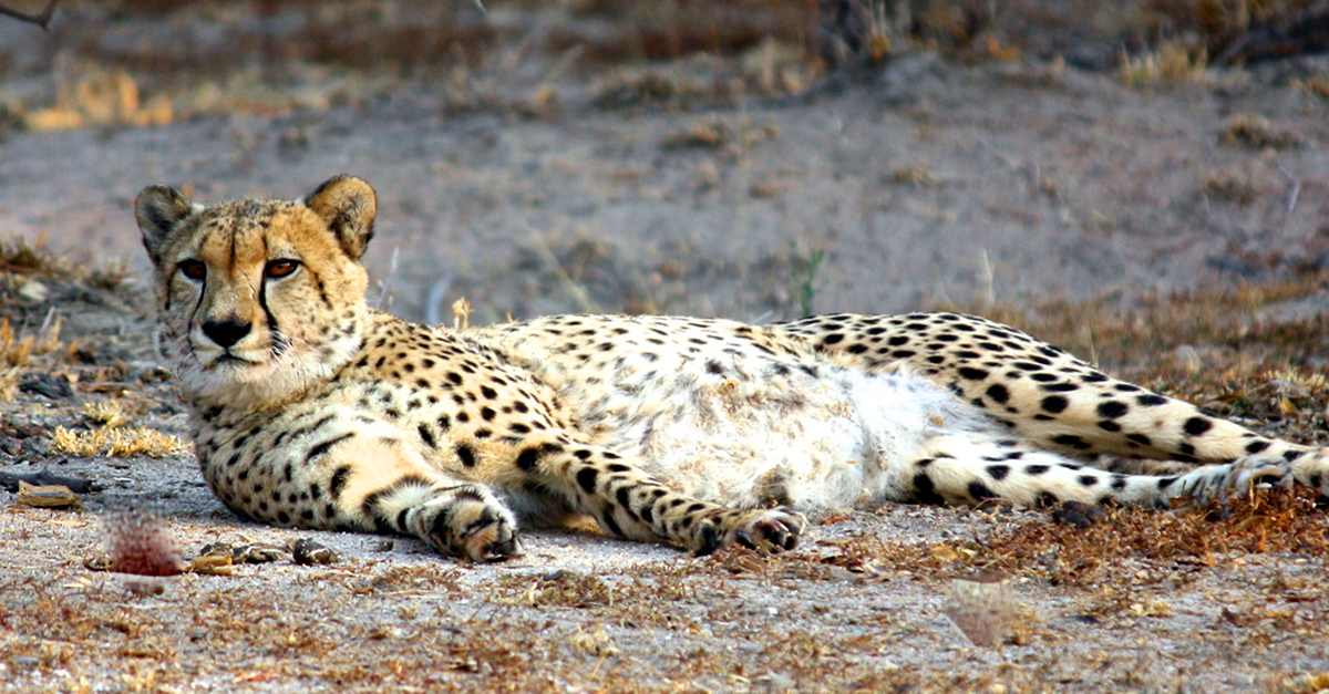 Cheetah