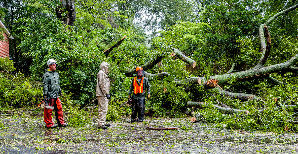 A photo of Hurricane Florence courtesy of City of Greenville. A collapsed tree across a road.