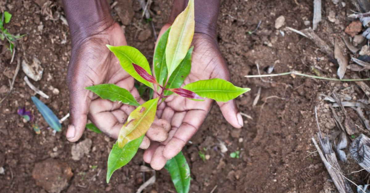 Sharing the Earth's Story: Expert Tips To Inspire Climate Activism