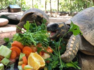 COVID-19 animal captions