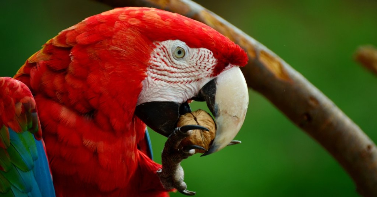 endangered species- a parrot eating a nut