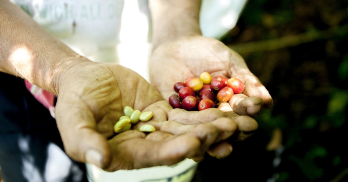 Two hands holding differently-colored berries. Diversificar fuentes de fondeo