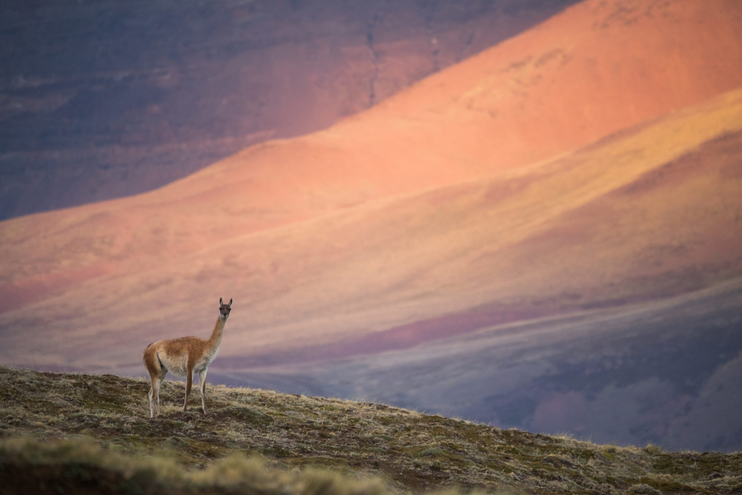 A llama standing on a mountain