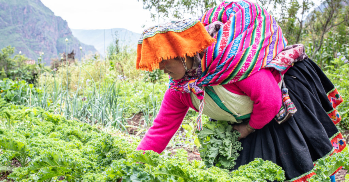 Planting seeds in Peru. Innovative nonprofit solutions to COVID-19