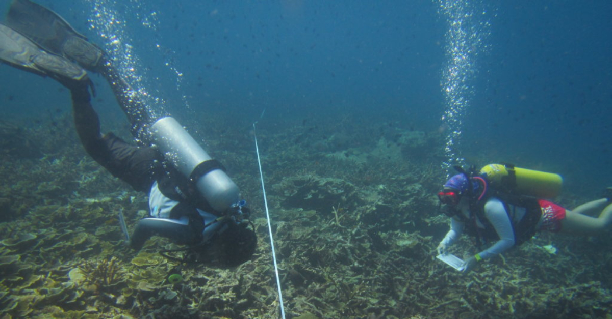 Reef Check Malaysia checking the health of coral reefs to fight climate change. 