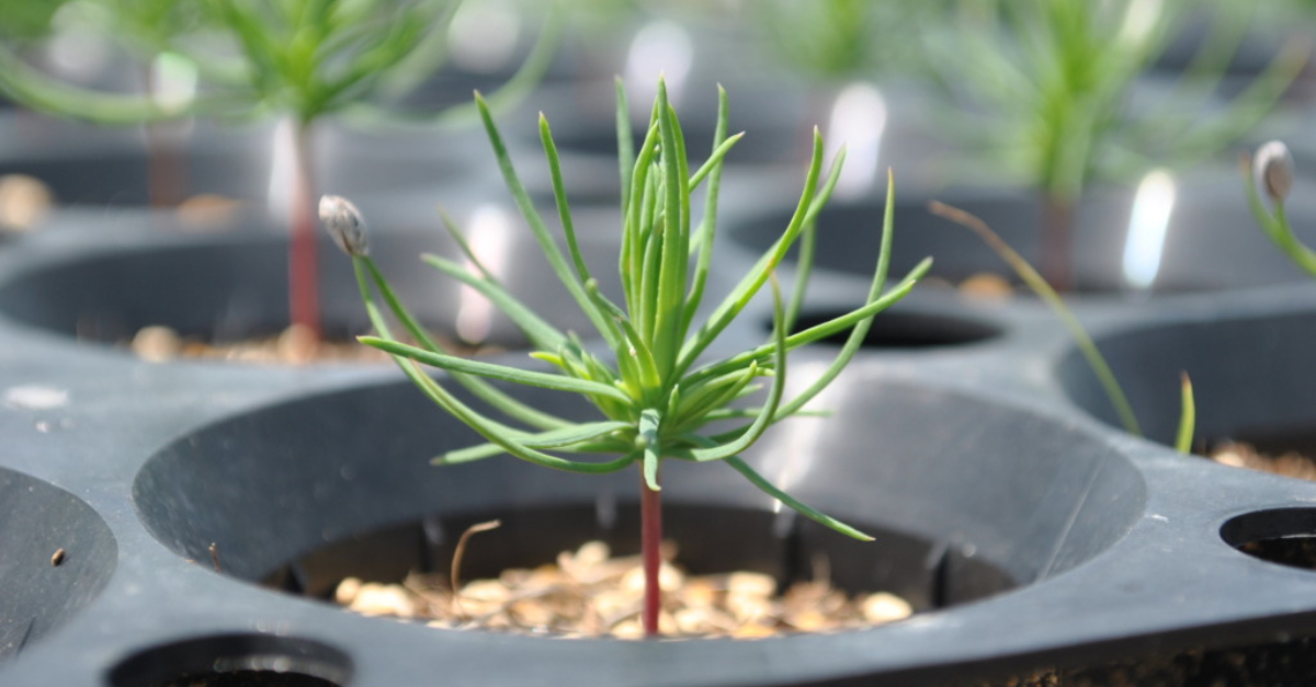 A Japanese black pine tree seedling. 