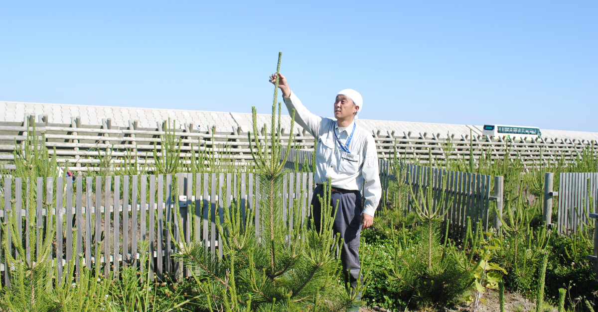 10 Years After The Tohoku Earthquake And Tsunami, Survivors Restore A Coastal Forest